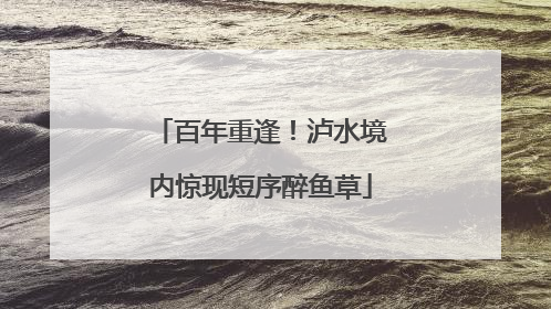 百年重逢！泸水境内惊现短序醉鱼草