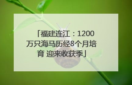 福建连江：1200万只海马历经8个月培育 迎来收获季