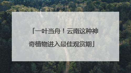 一叶当舟！云南这种神奇植物进入最佳观赏期