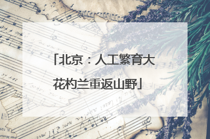 北京：人工繁育大花杓兰重返山野