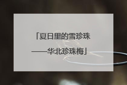 夏日里的雪珍珠——华北珍珠梅