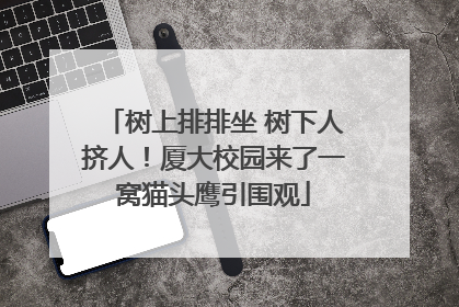 树上排排坐 树下人挤人！厦大校园来了一窝猫头鹰引围观