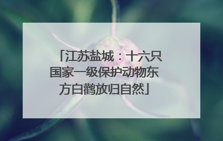 江苏盐城：十六只国家一级保护动物东方白鹳放归自然