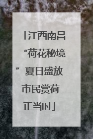江西南昌“荷花秘境”夏日盛放 市民赏荷正当时