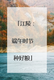 江陵：端午时节种好粮