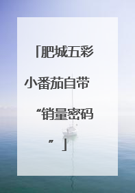肥城五彩小番茄自带“销量密码”
