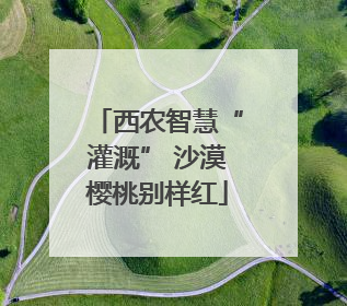 西农智慧“灌溉” 沙漠樱桃别样红