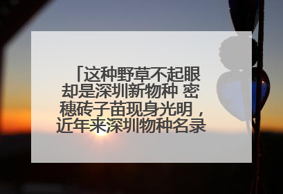 这种野草不起眼 却是深圳新物种 密穗砖子苗现身光明，近年来深圳物种名录不断刷新